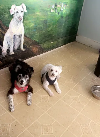 Two small dogs sitting together on the salon floor
