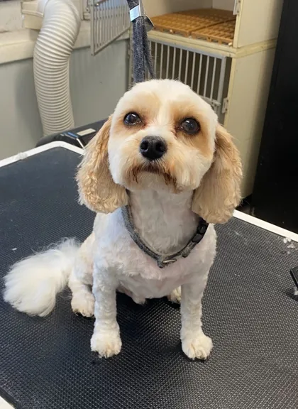 Cream-colored dog with trimmed ears on a grooming table