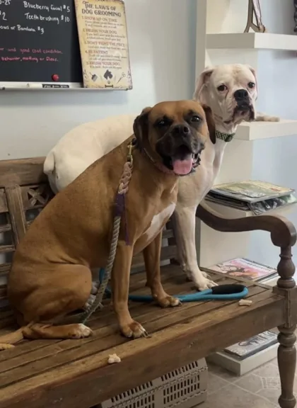 Two dogs sharing a wooden bench at the salon