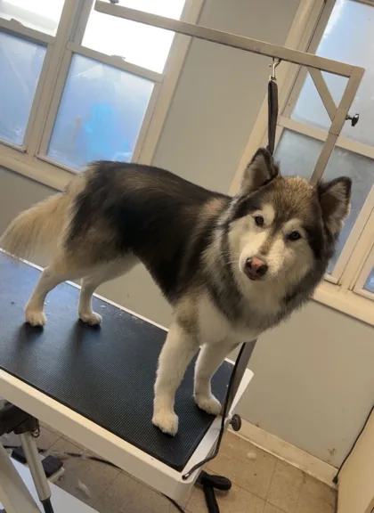 Fluffy gray and tan dog standing on a grooming table
