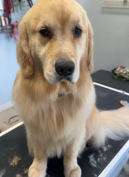 Golden-colored dog looking toward the camera