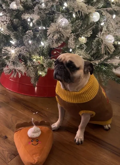 Small brown dog in a yellow sweater beside a Christmas tree