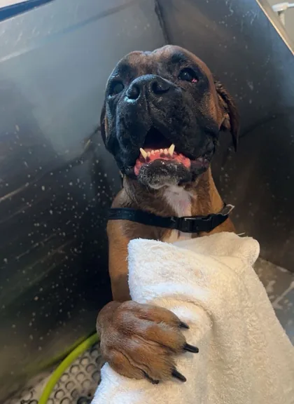 Brindle dog relaxing with a towel