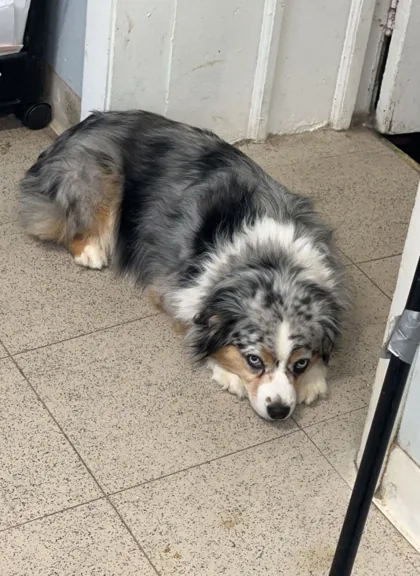 Fluffy gray and white dog lying on the salon floor