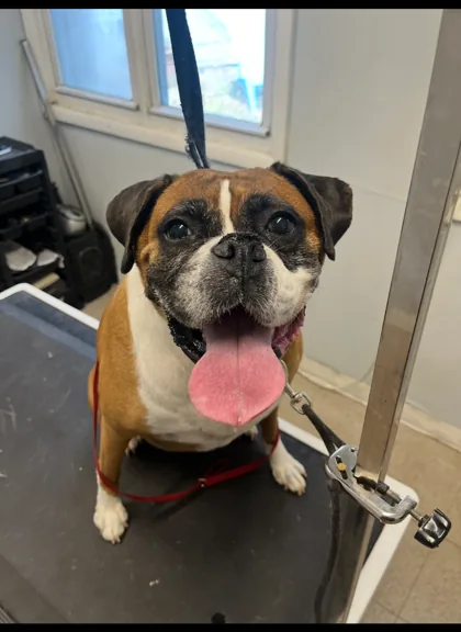 Brown dog with a black muzzle and tongue out on a grooming table
