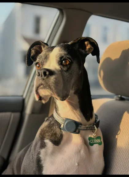 Dark-coated dog with a white chest and green tag