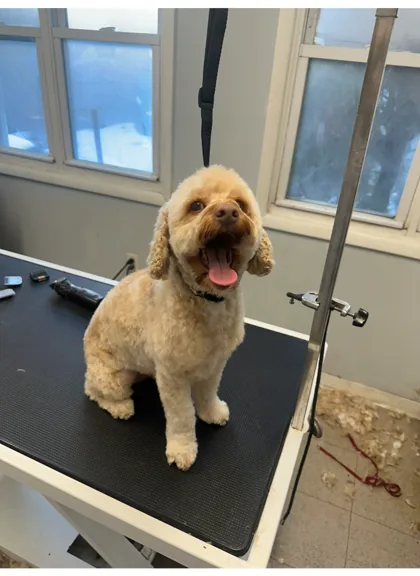Curly cream-colored dog standing on a grooming table