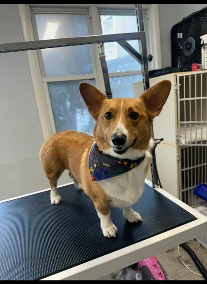 Tan and white dog with upright ears and a bandana