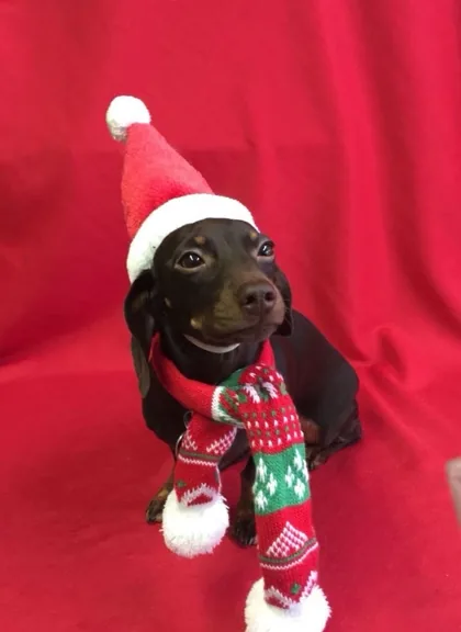 Small dark-coated dog in a festive hat and scarf