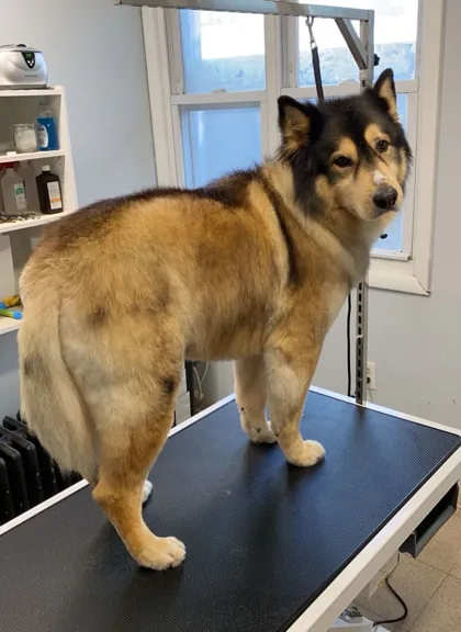 Fluffy tan and gray dog looking back on a grooming table