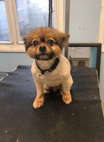 Small tan dog with a trimmed coat sitting on a grooming table