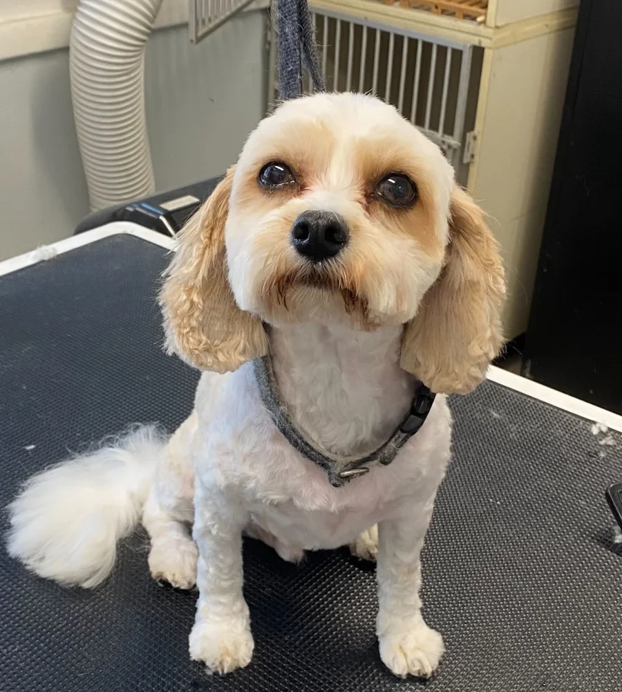 A freshly groomed dog from the Canine Clippers pup gallery
